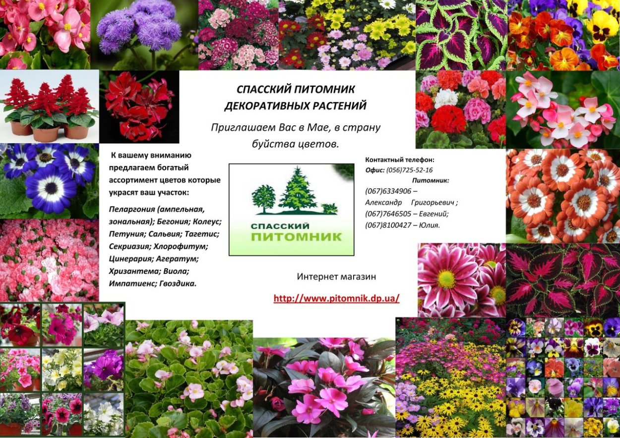 Питомник Спасский Рязань каталог декоративных растений