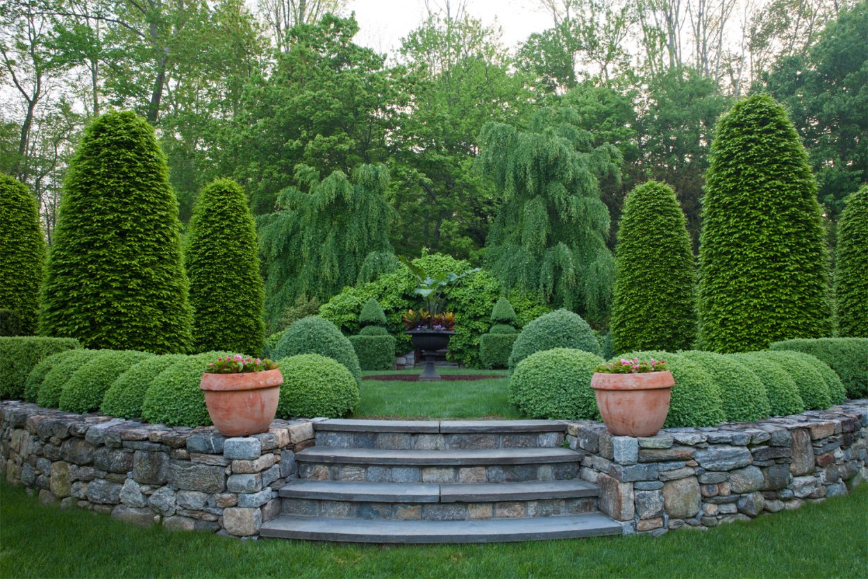 Боскет самшит