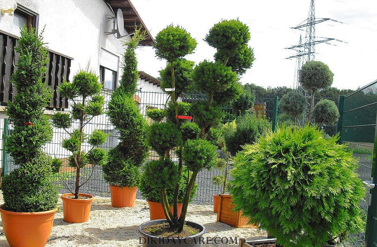 Туя штамбовая