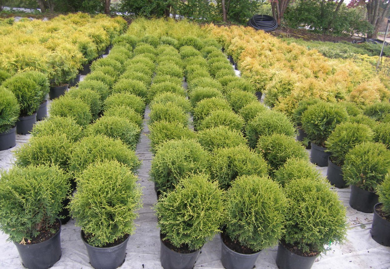 Туя Западная Даника