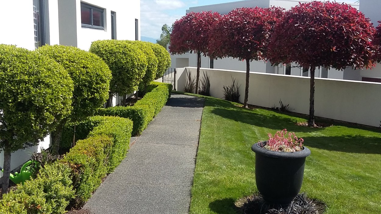 Самшит, гортензия, Барбарис