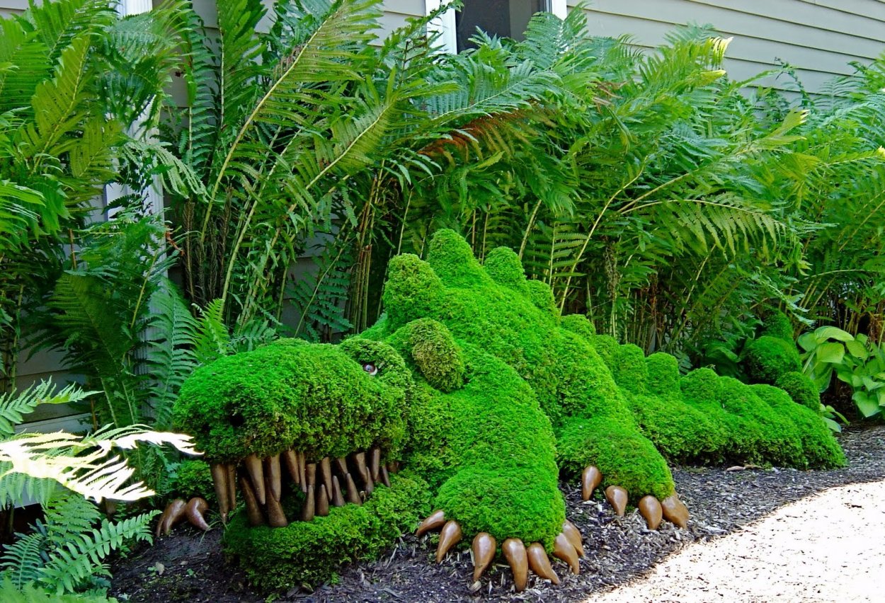 Папоротник в ландшафтном