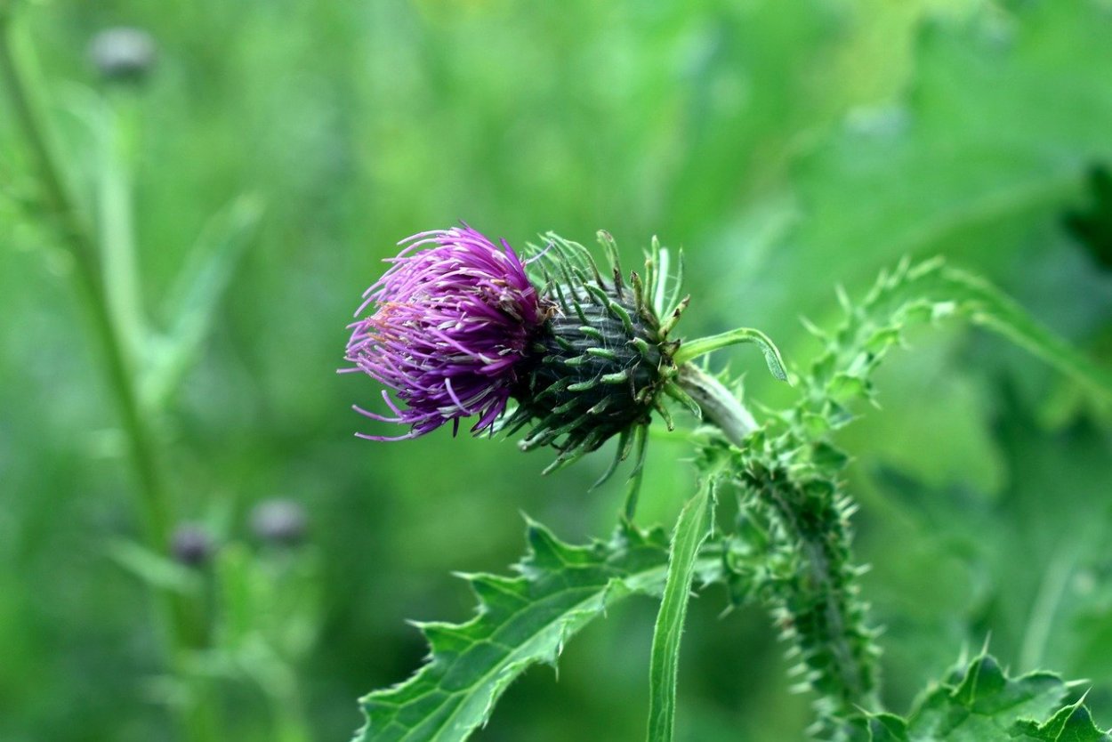 Бодяк обыкновенный (Cirsium vulgare)