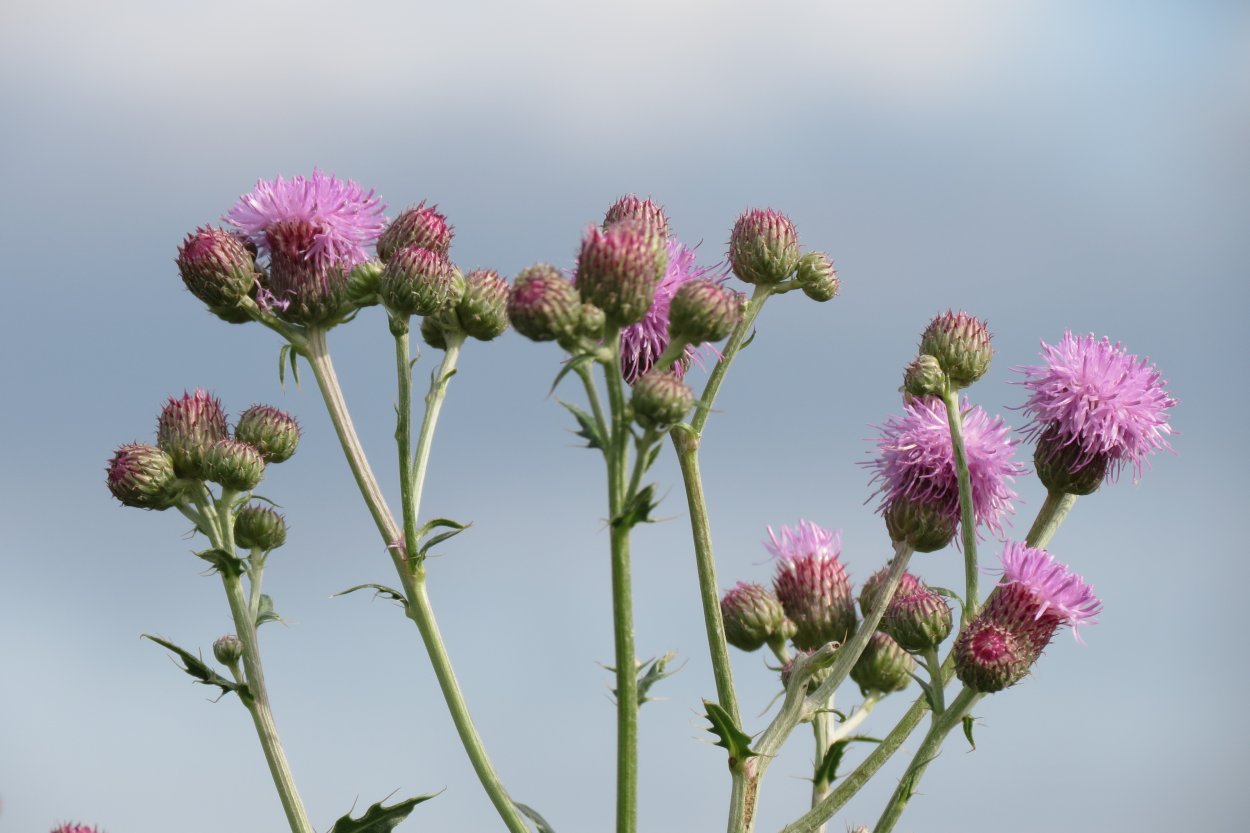 Бодяк полевой (Cirsium arvense)