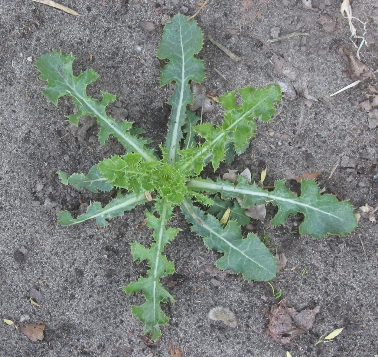 Сорняк чертополох Carduus