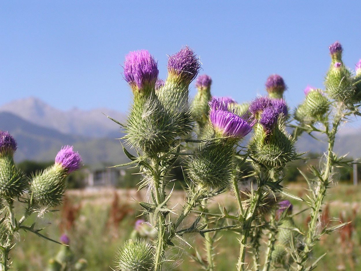 Расторопша Алтай Флора