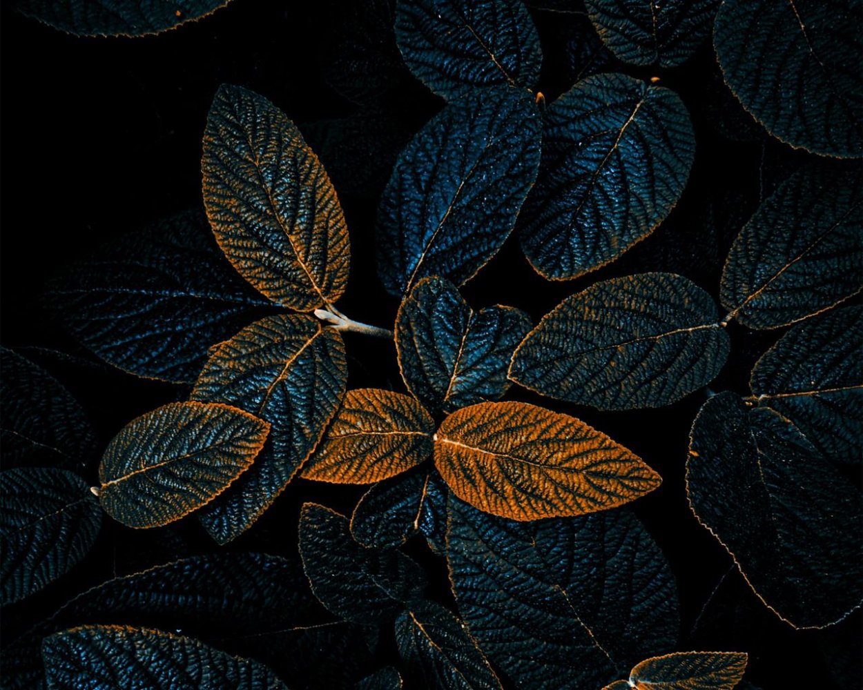 Темная листва