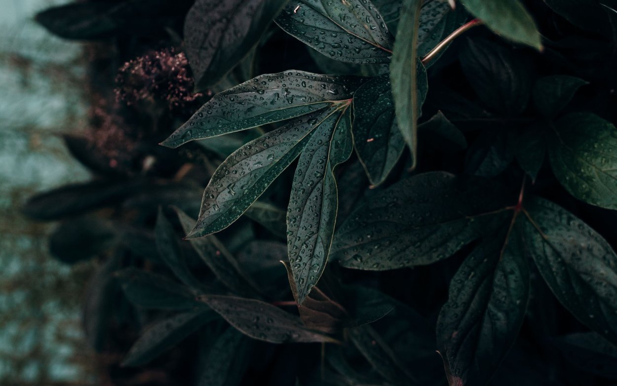 Темные листья