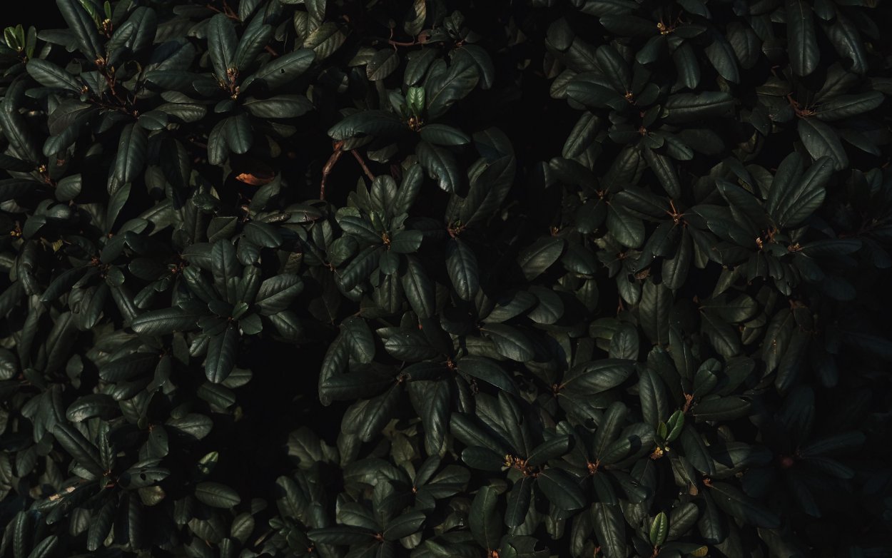 Темно зеленые растения