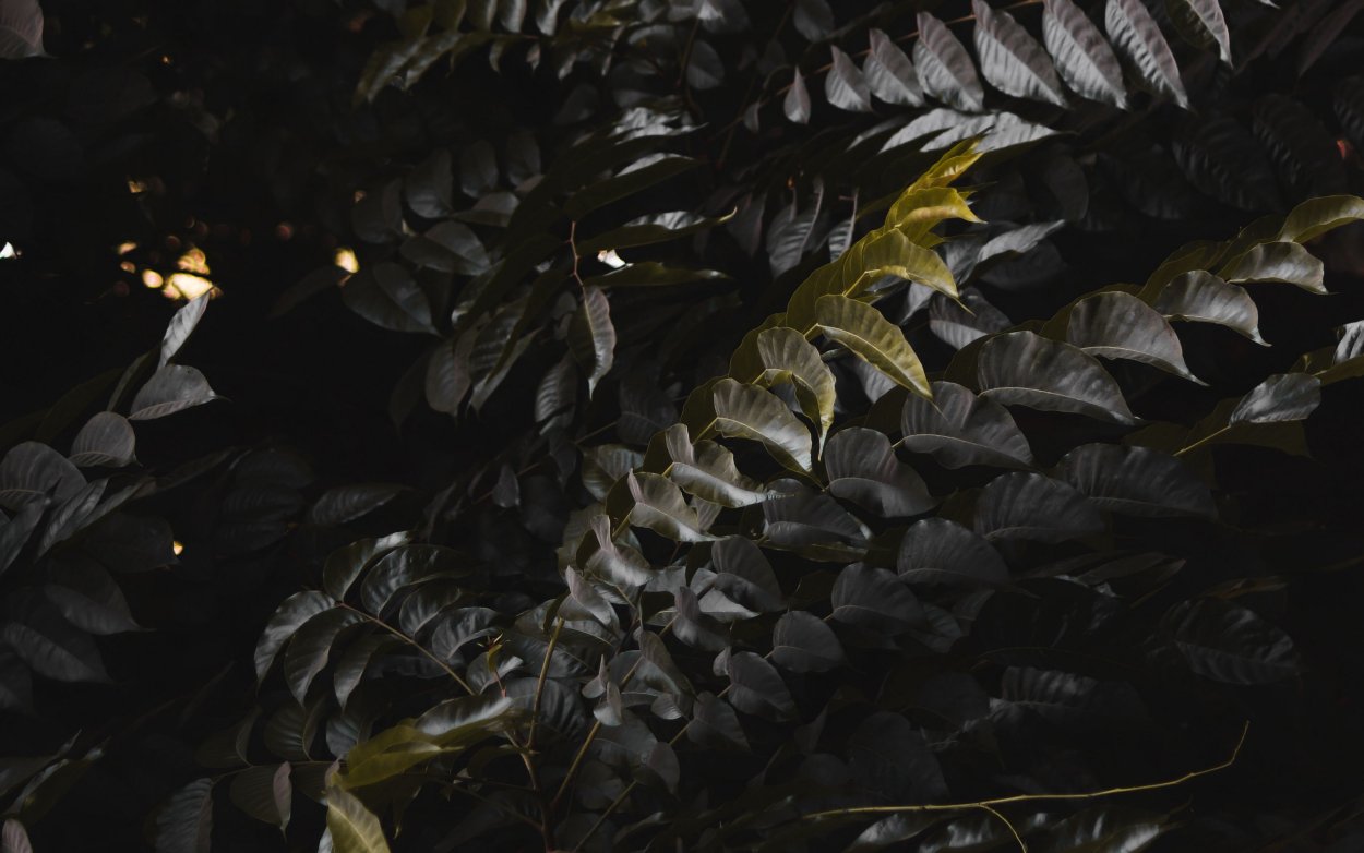 Тёмные кусты листьев