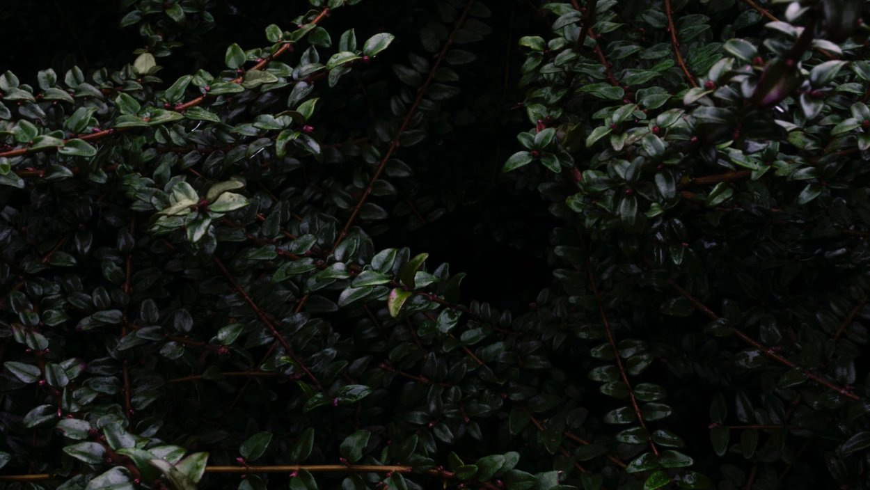 Растения на темном фоне