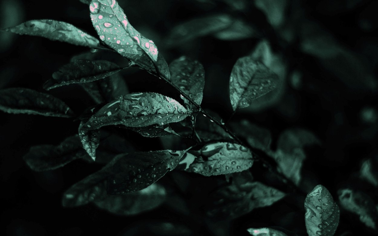 Темно зеленые листья