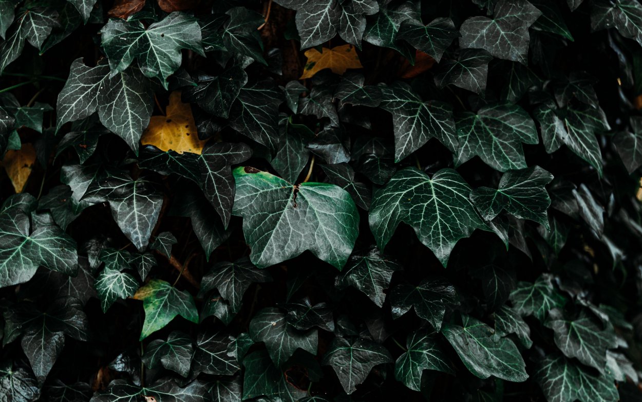 Плющ Kaleidoscope