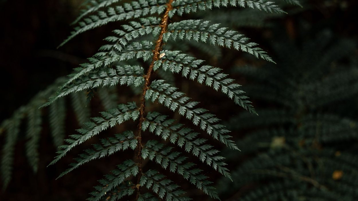 Зеленый лист