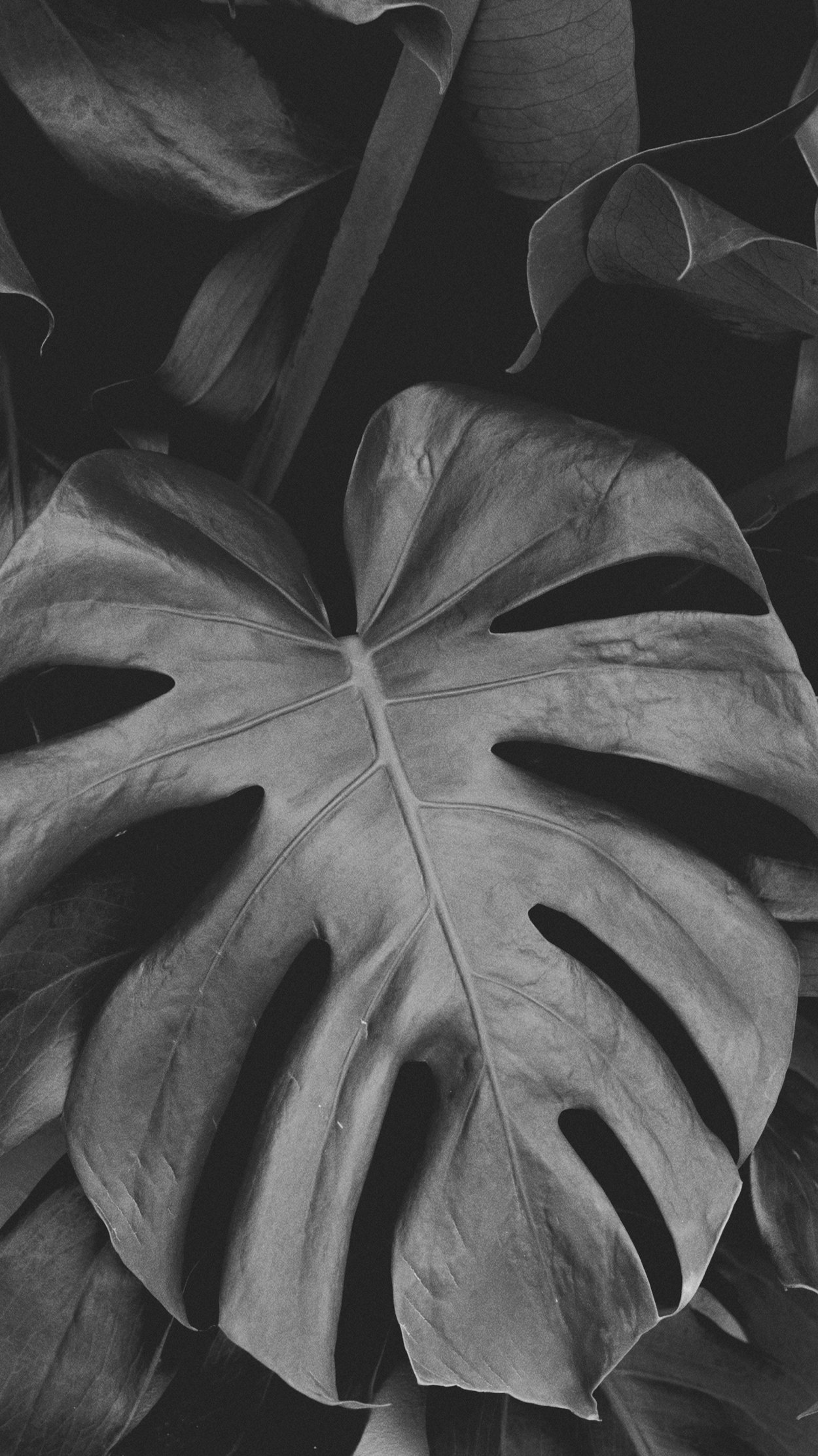 Листья черно белые