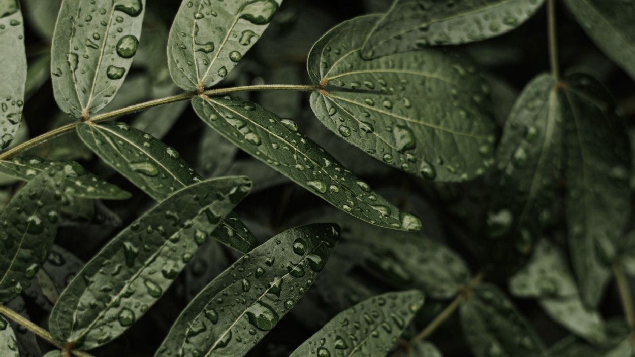 Темно красные листья