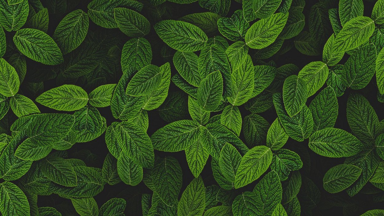 Мята кустарник