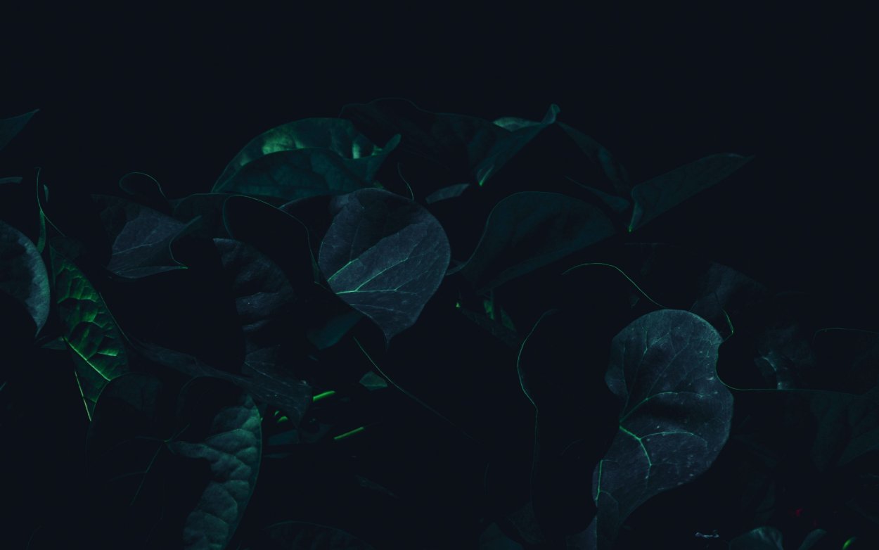 Листья черно белые