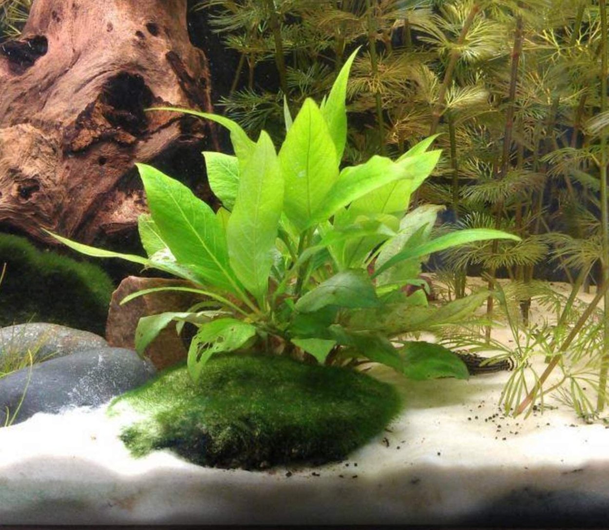 Гигрофила пусиллус (лимонник карликовый)