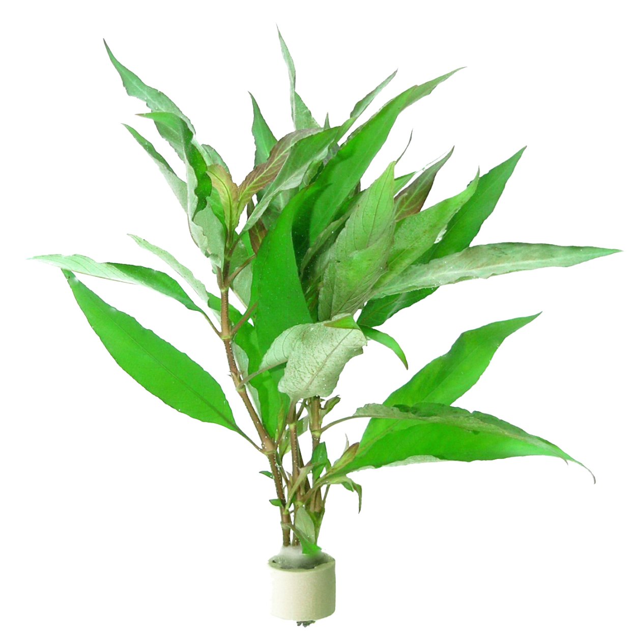 Гигрофила лимонник