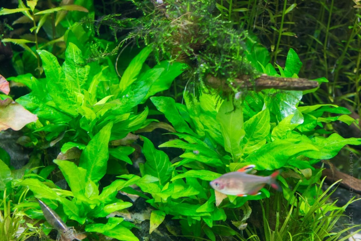 Гигрофила коримбоза лимонник