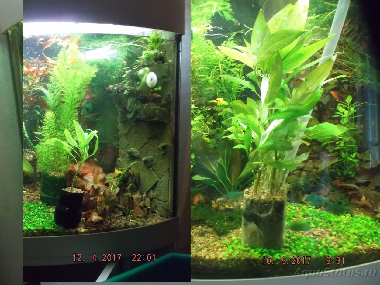 Лимонник в аквариуме
