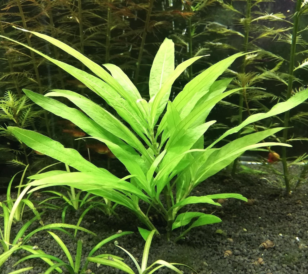 Гигрофила многосеменная