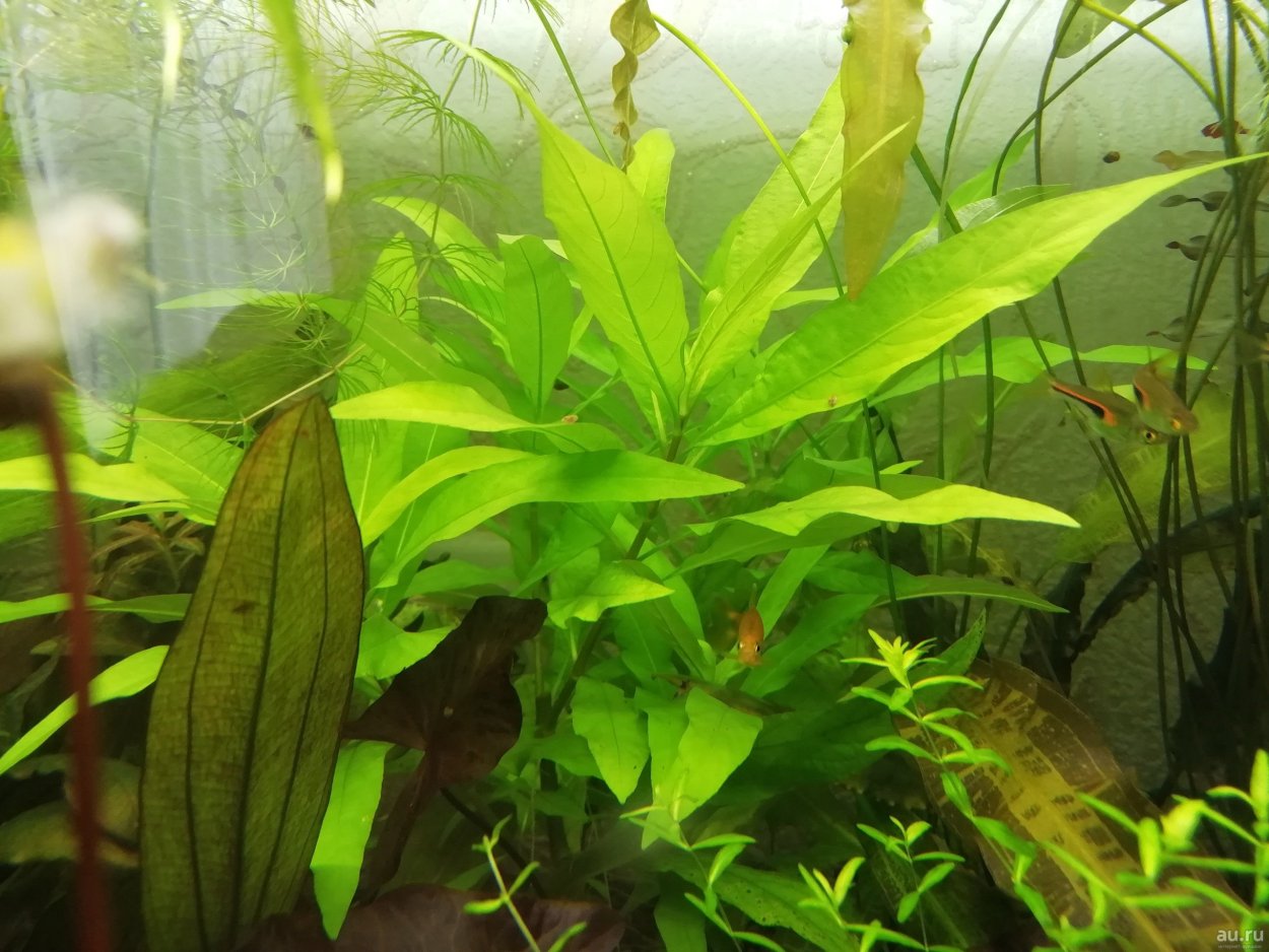 Лимонник узколистный аквариумный