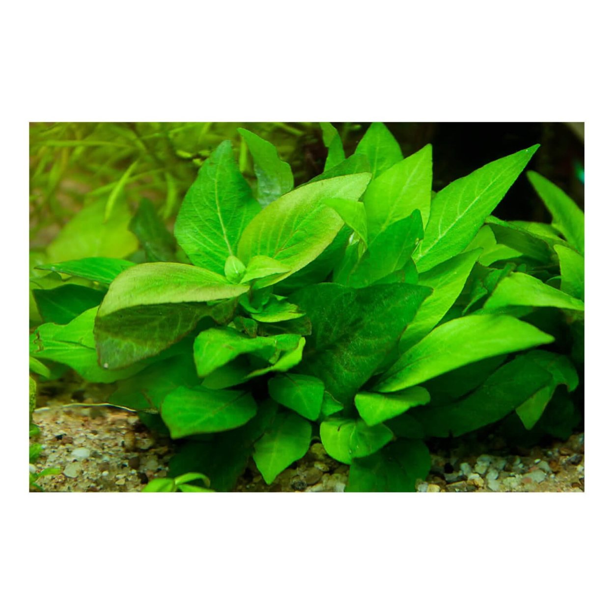 Гигрофила Сиаменсис