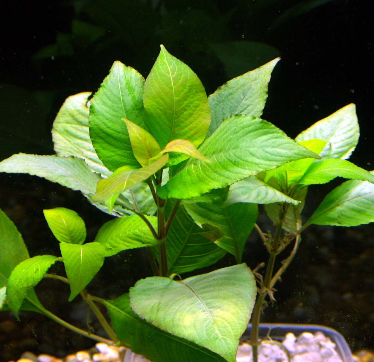 Гигрофила коримбоза