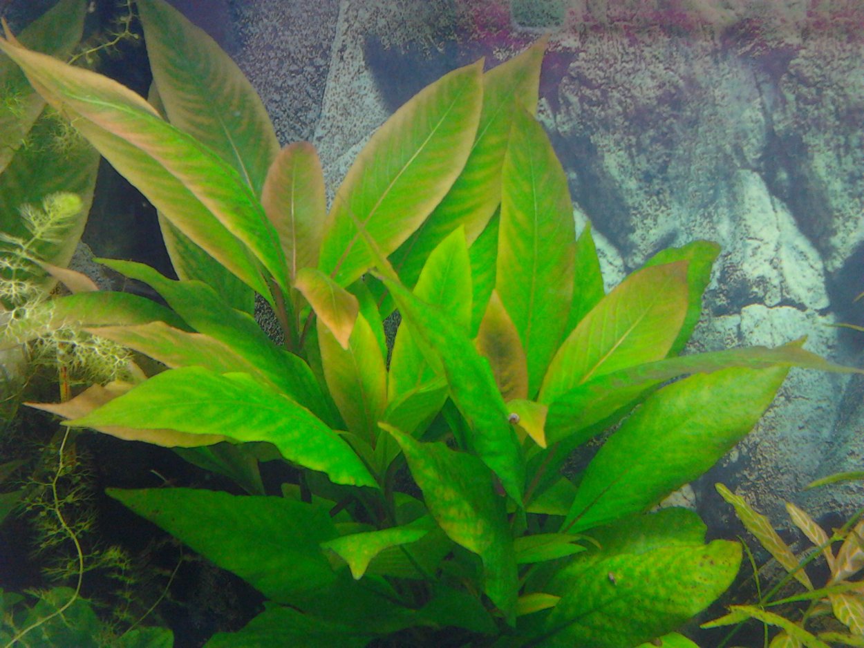 Гигрофила щитковидная