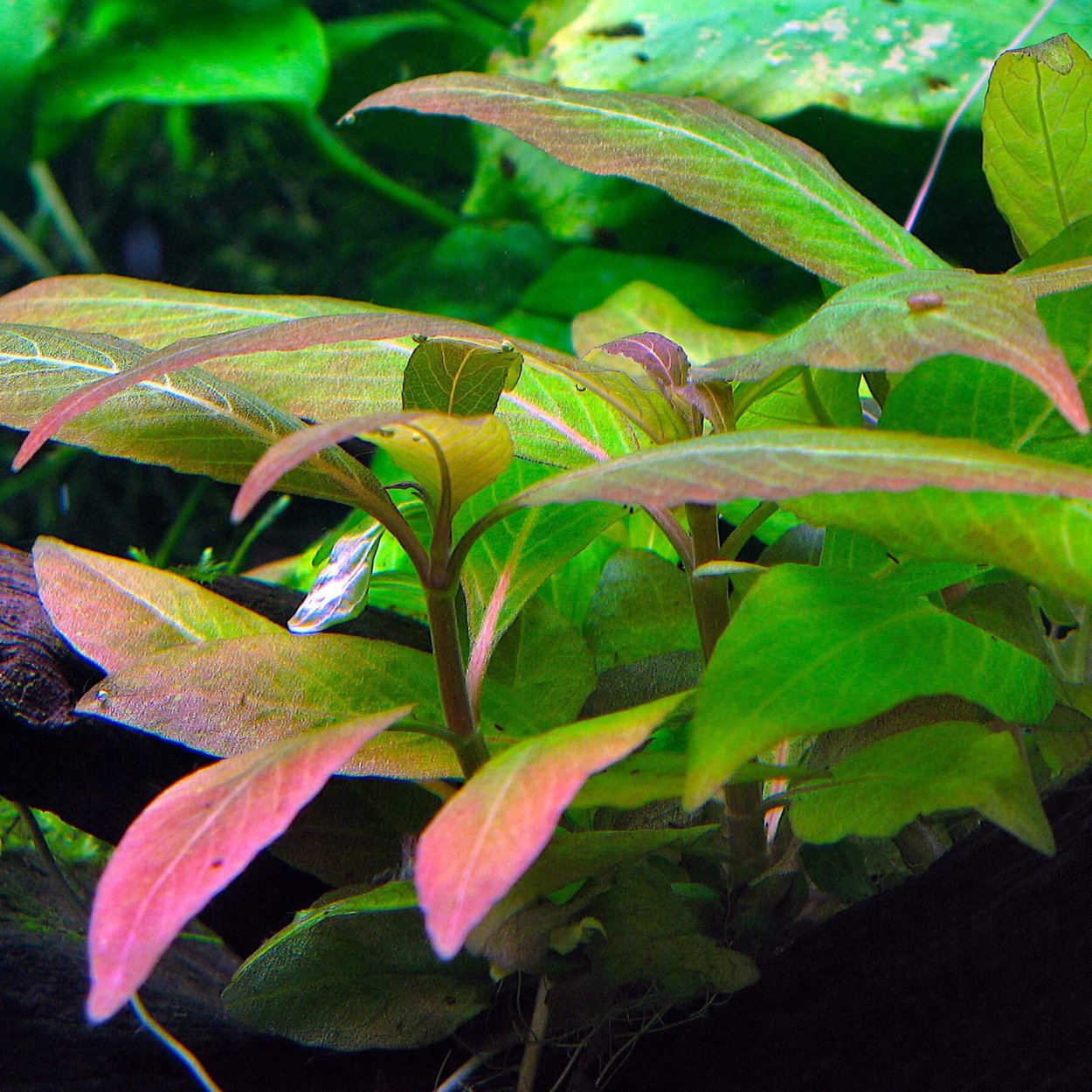 Гигрофила лимонник