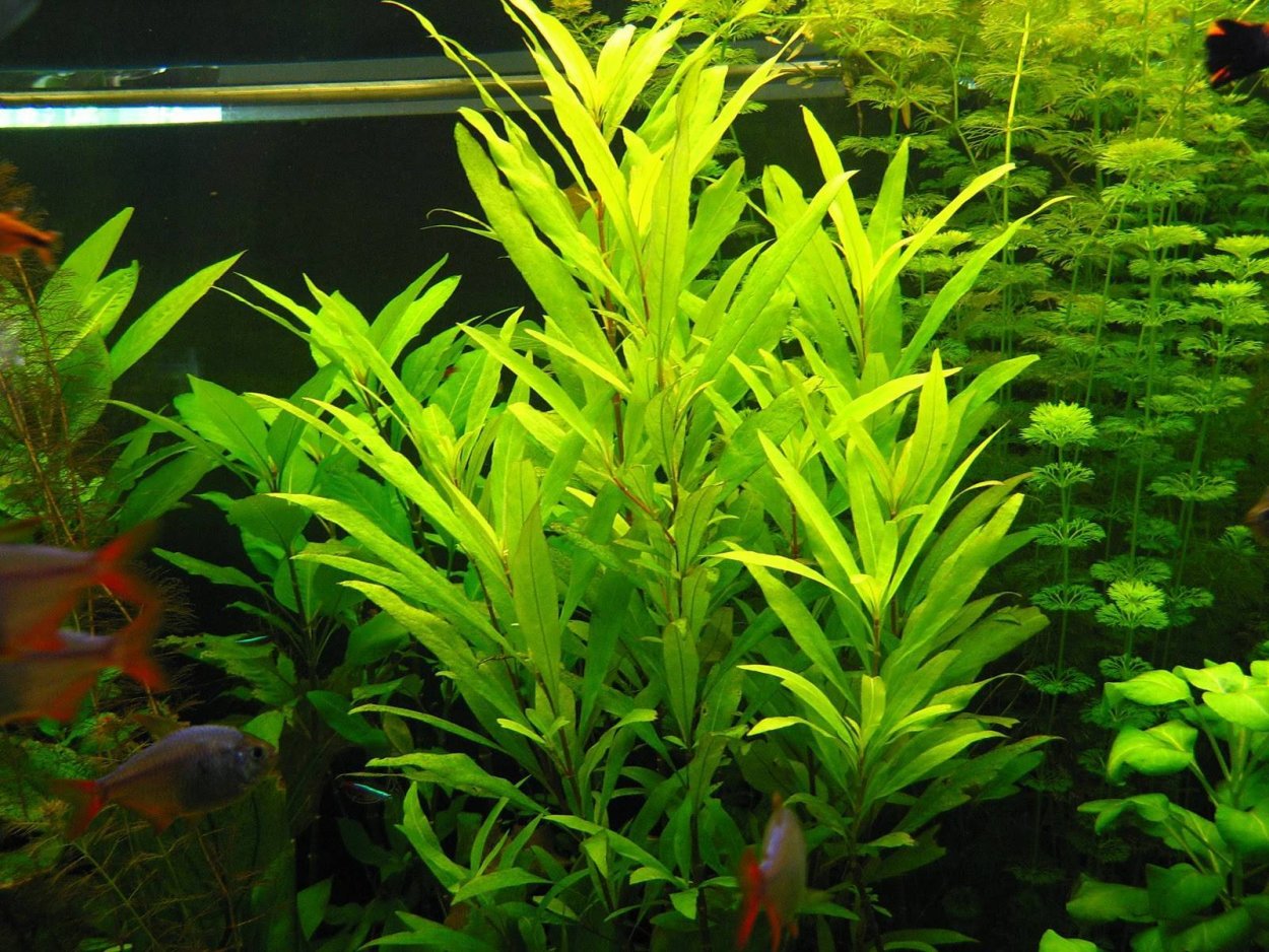 Гигрофила лимонник