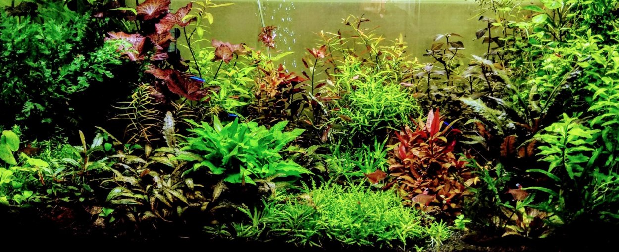 Людвигия Мехико аквариумное растение