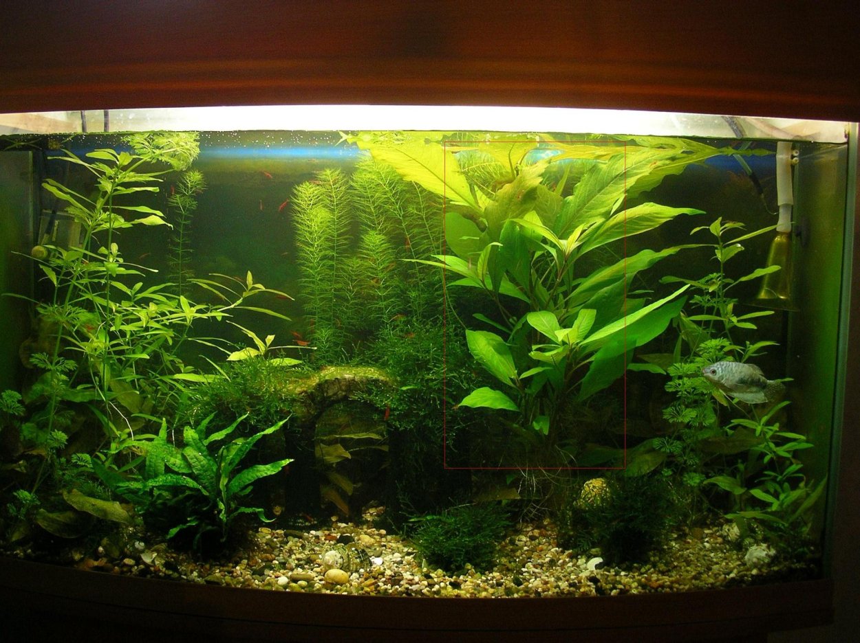 Лимонник узколистный аквариумный