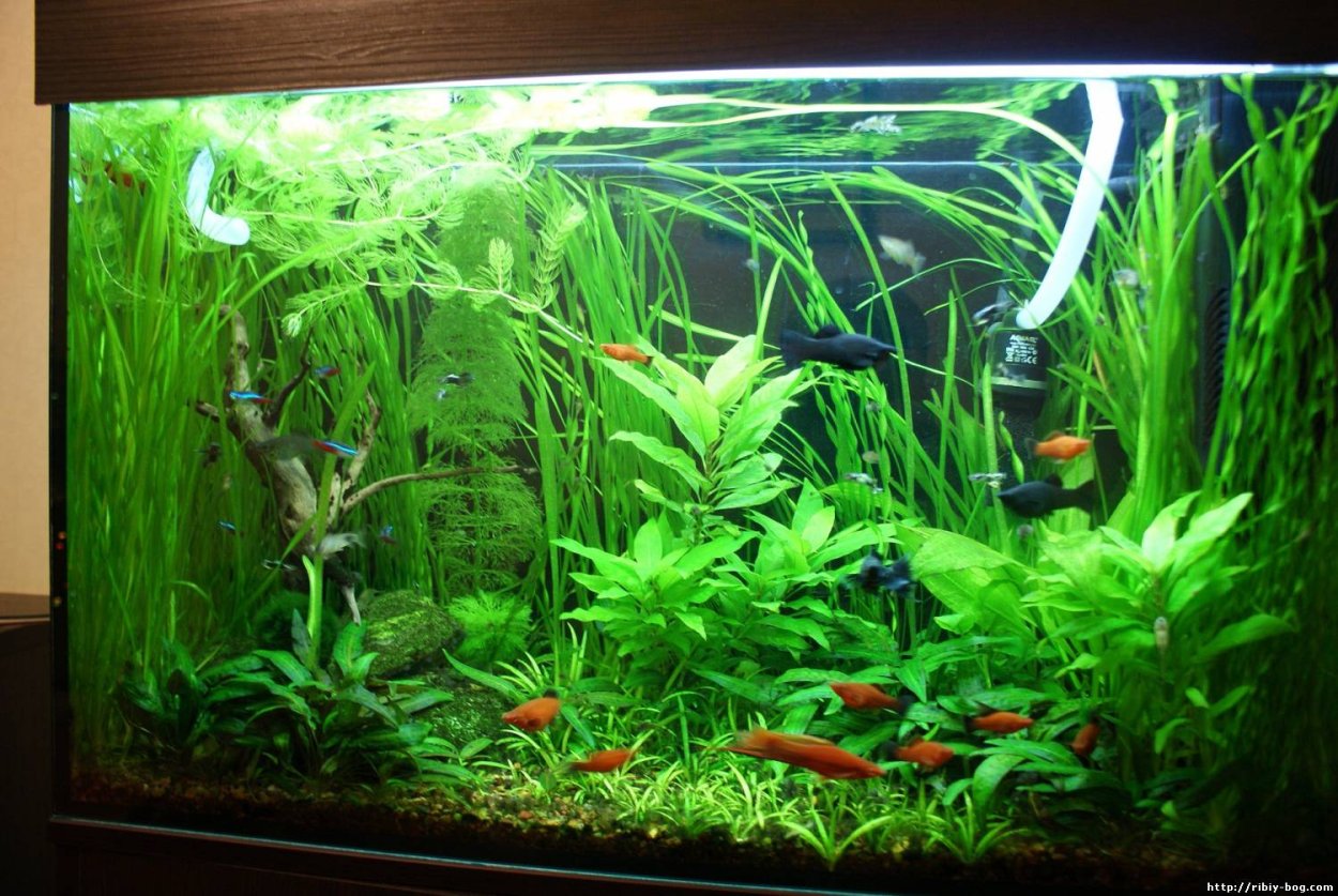 Лимонник узколистный аквариумный