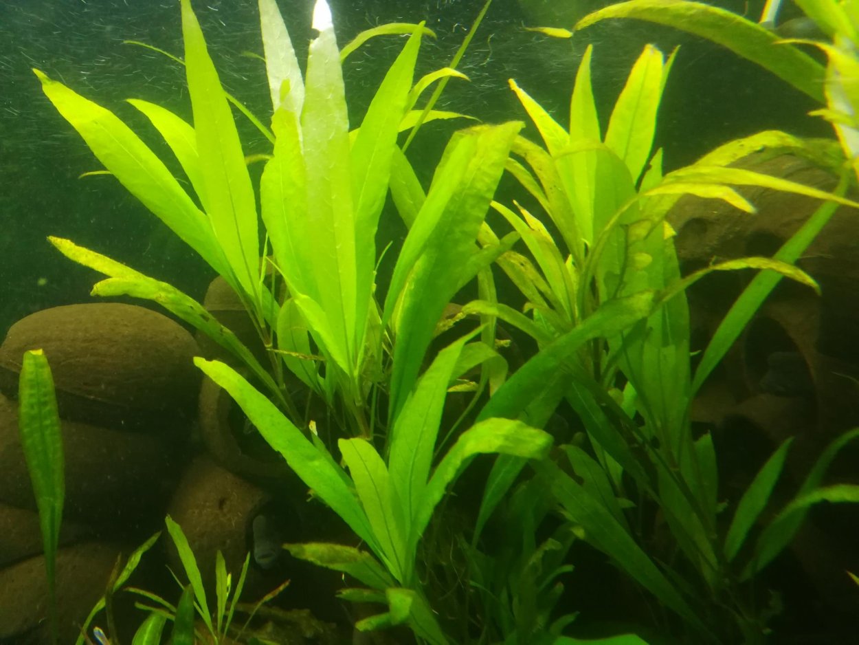 Гигрофила лимонник Стрикта