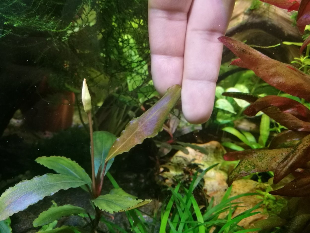 Буцефаландра Посейдон