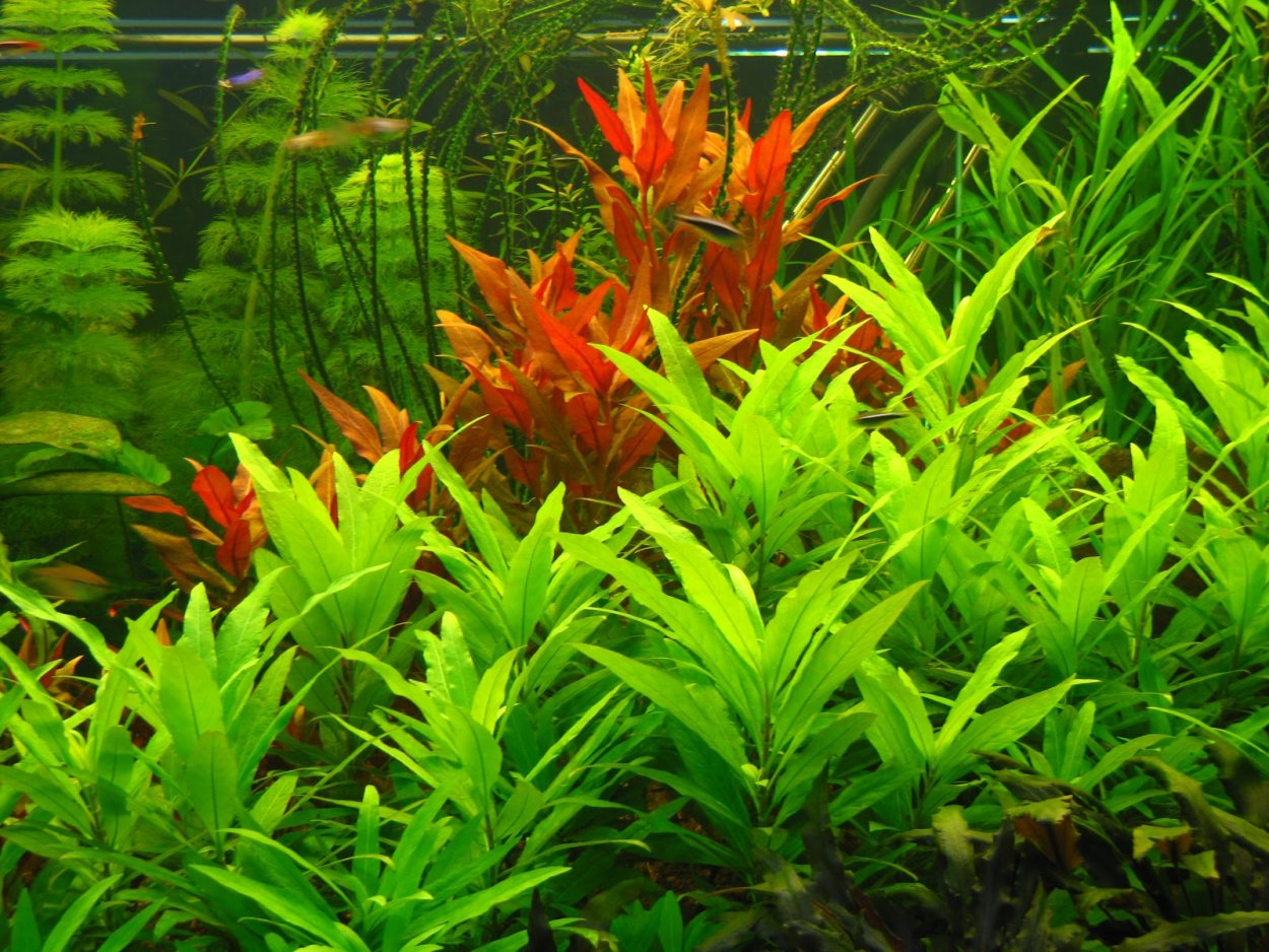 Гигрофила лимонник