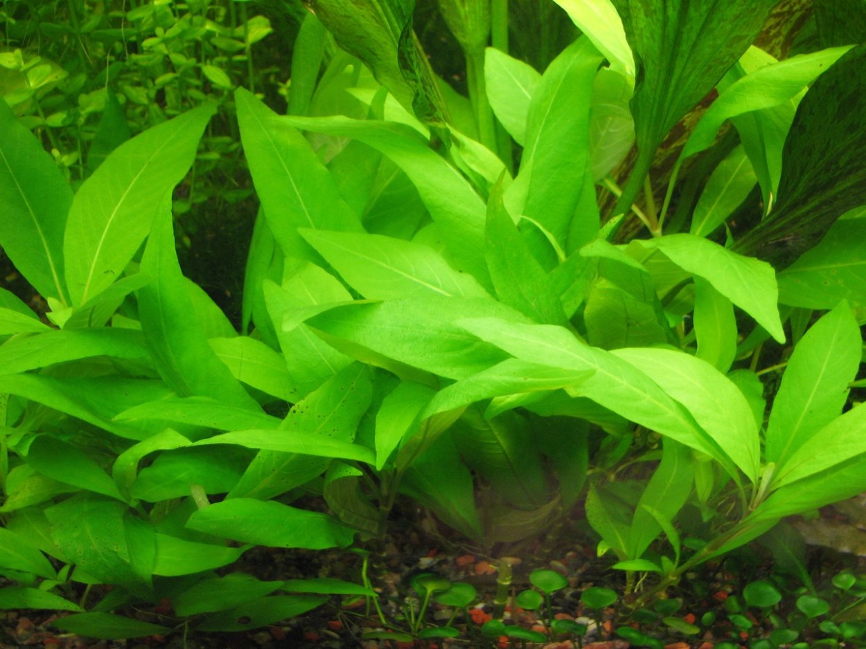 Гигрофила лимонник