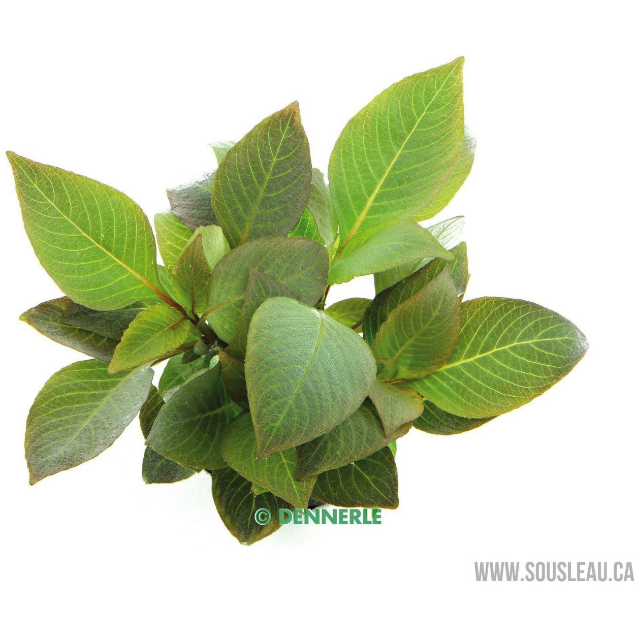 Гигрофила лимонник компакт