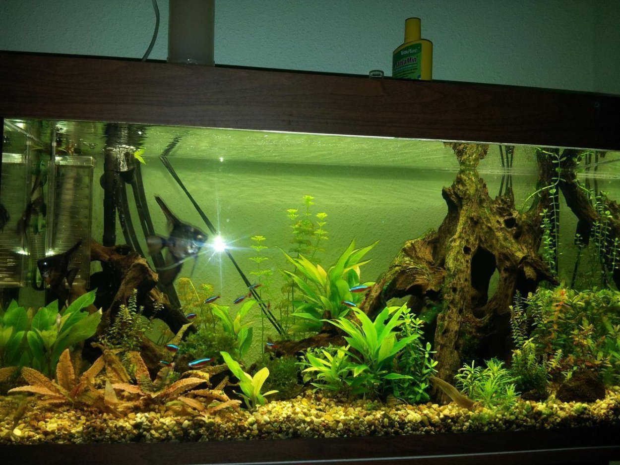 Лимонник аквариумный