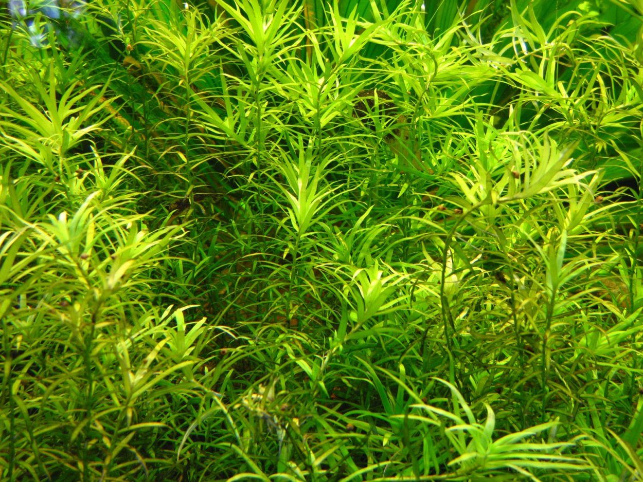 Гигрофила Салицифолия