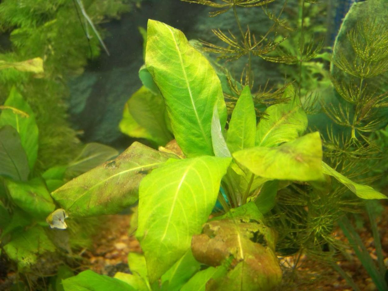 Лимонник аквариумное растение болезни