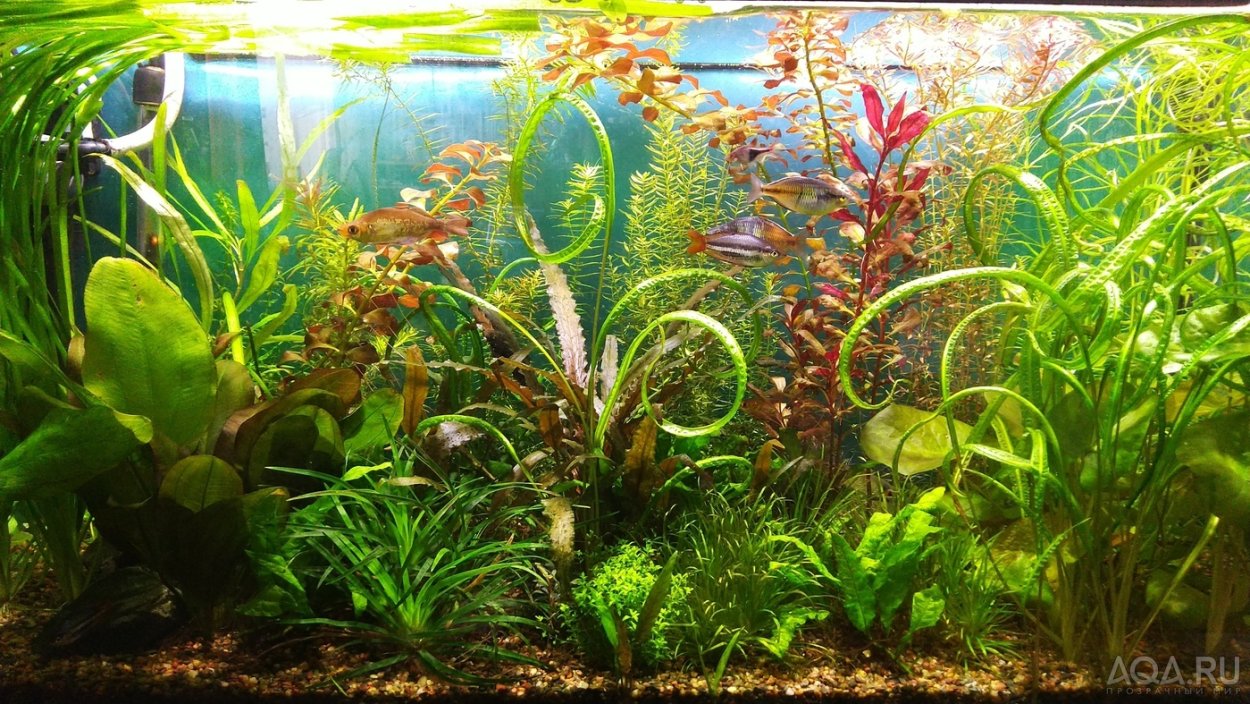 Аквариум травник с лимонником