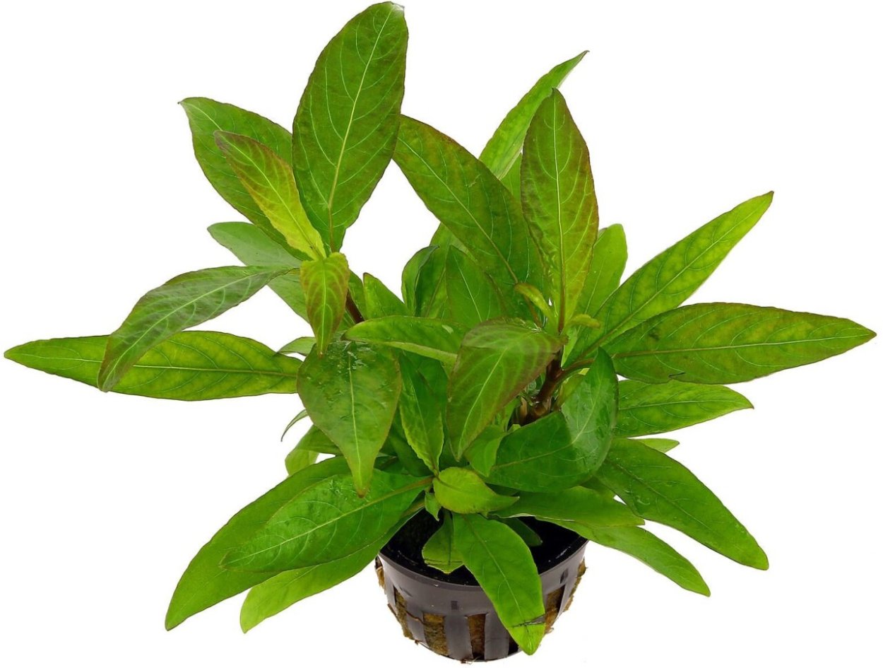 Гигрофила лимонник / коримбоза (Hygrophila corymbosa)
