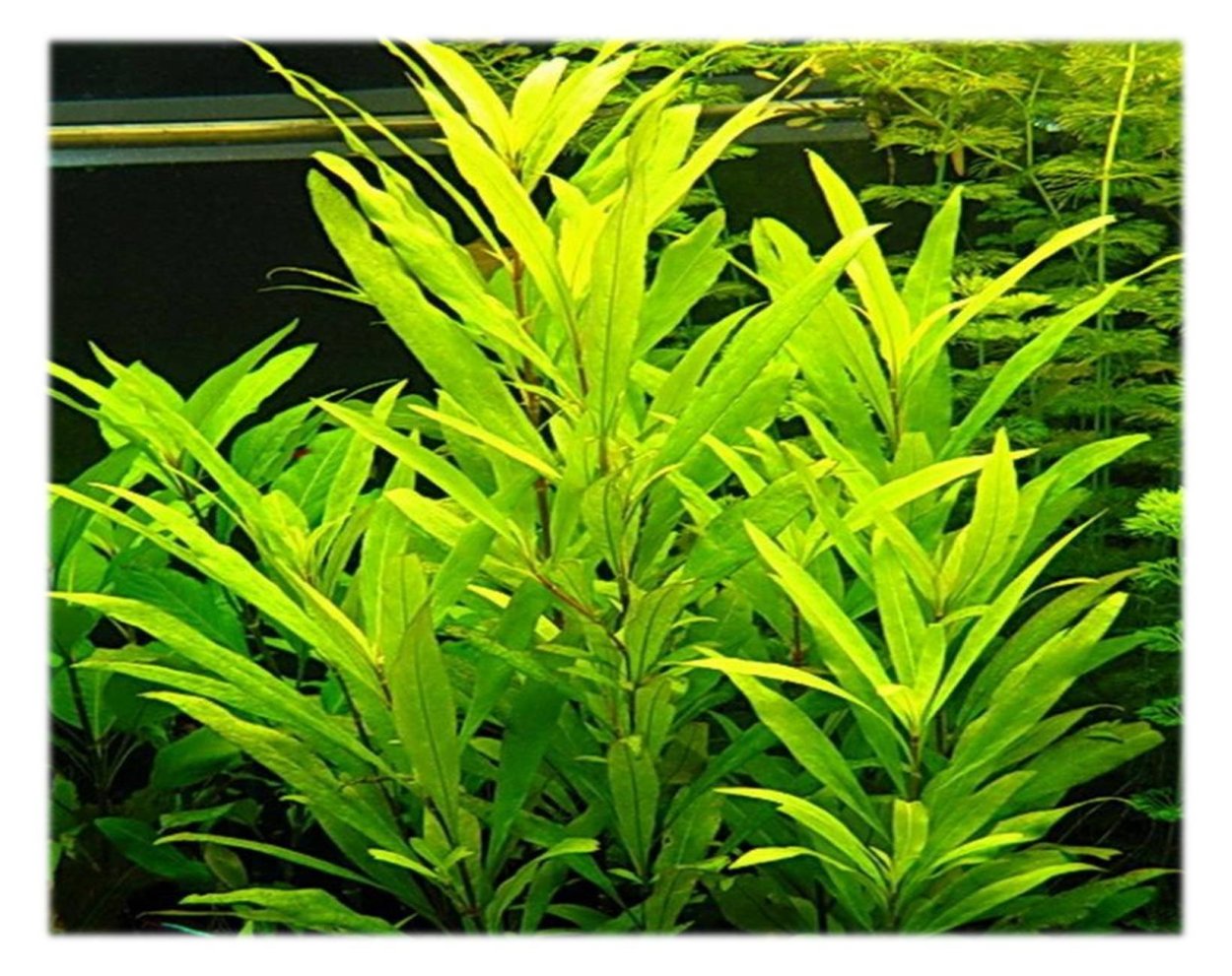 Гигрофила Октопус