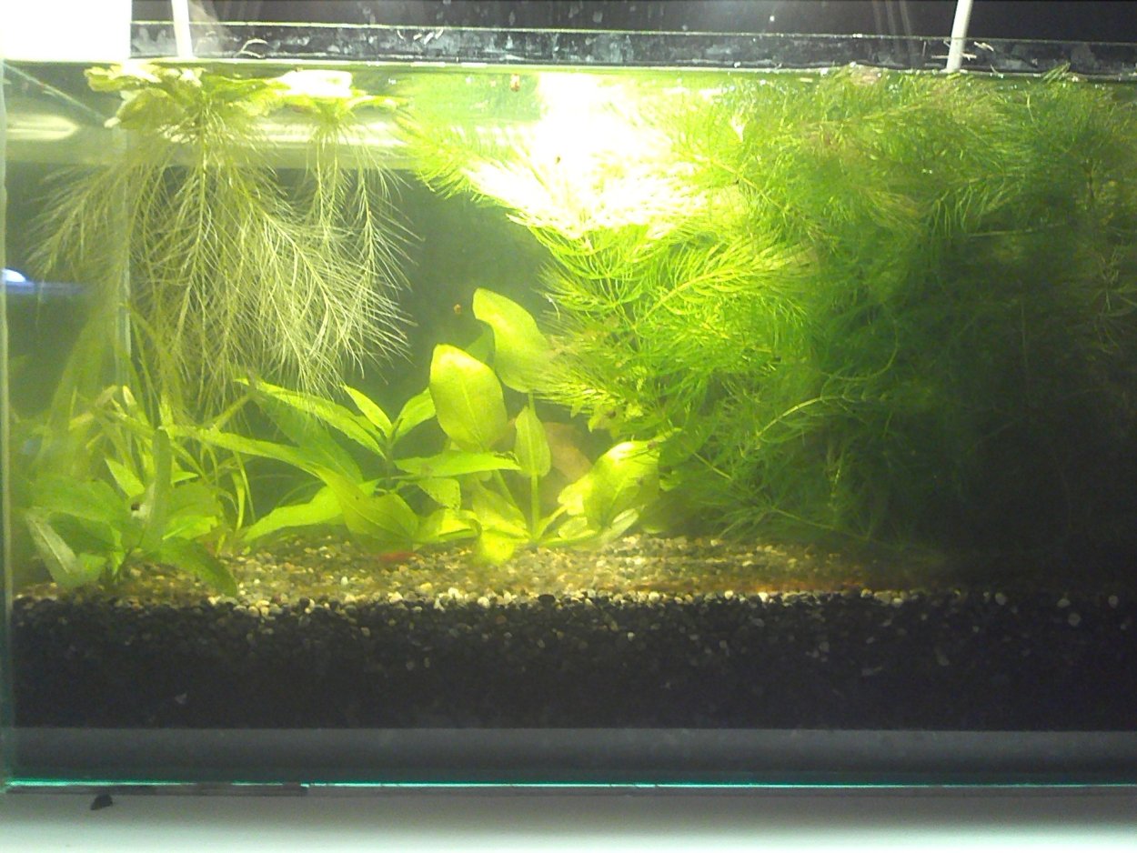 Лимонник водоросли аквариумные