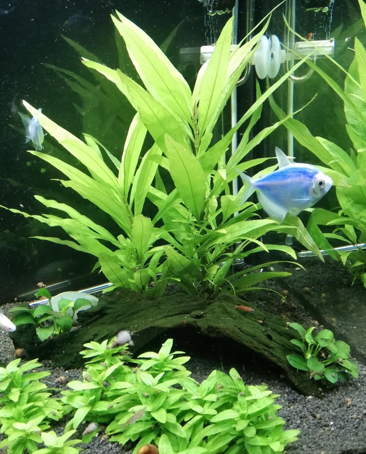 Гигрофила лимонник