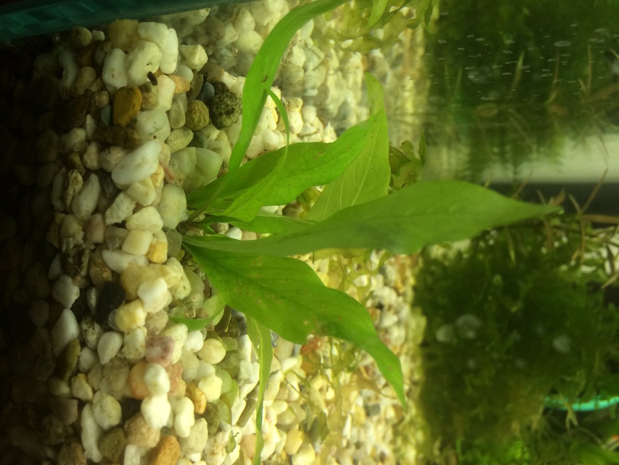 Повойничек трёхтычинковый